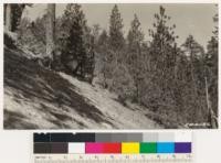 Mixed WYP and sugar pine reproduction in western yellow pine type on north slope in Cooper Canyon. SBM 6600 feet