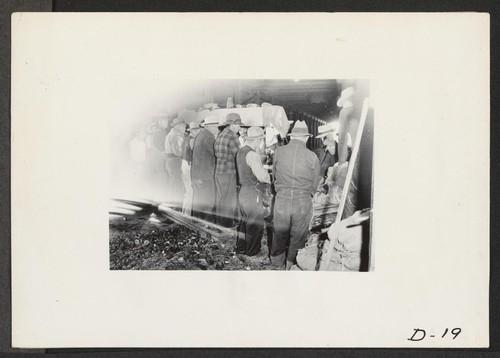 Tule Lake, Newell, Calif.--A view showing evacuee farmers cutting seed potatoes in the cutting house at this War Relocation Authority center . Photographer: Stewart, Francis Newell, California