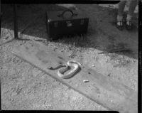 Four-foot black diamond rattlesnake, killed by a Persian housecat in Hollywood