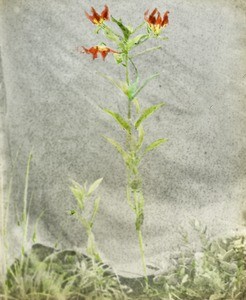 Orchid, Malawi, ca. 1914-1918