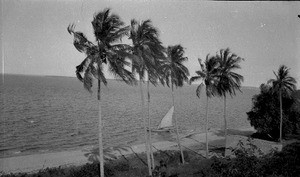 Coconut palms, Inhambane, Mozambique