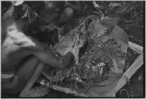 Pig festival, uprooting cordyline ritual, Tsembaga: man butchers female pig that has been sacrificed to spirits of high ground