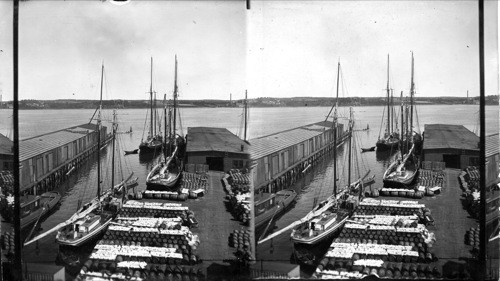 Fishing schooners from the banks in Halifax Harbor, cod fish laid out to dry, N.S
