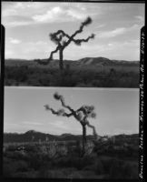 Dancing Joshua tree, near Twentynine Palms, 1928