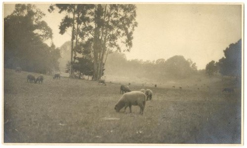 Grazing sheep in a California field