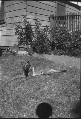 German Shepard lying in front yard
