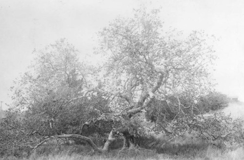 Sawtelle sycamore tree