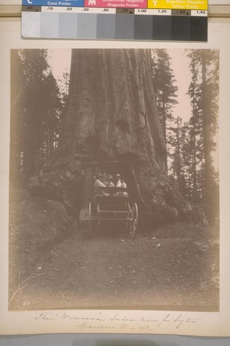 The "Wawoona." [Wawona] Indian name for big tree. Mariposa Co.--Cal. [No.] 29