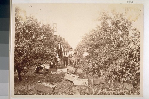 Picking pears in orchard of A. Block, Santa Clara Valley, California [No. cropped]