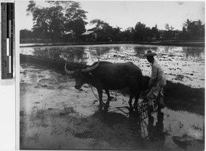 Plowing rice fields, Hawaii, ca. 1920-1940