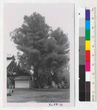 The noble Pinus halepensis at USDA State at Bard is about 75 ft. tall and has a trunk of about 36 inches diameter at breast height. It is the largest Aleppo pine I have seen. Metcalf. Dec. 1952
