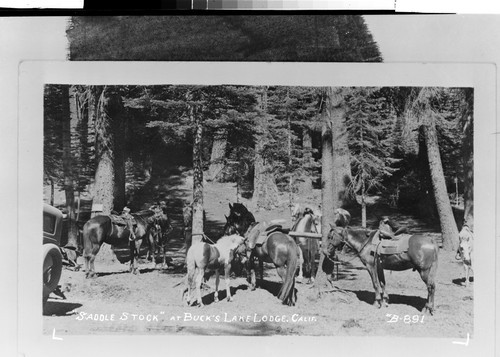 "Saddle Stock" at Buck's Lake Lodge, Calif