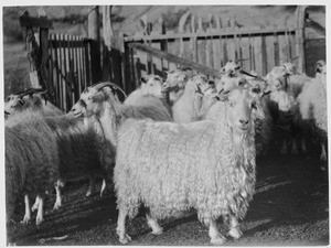 Part of a flock of Angora goats which are used to "eat out" fire breaks in forest reserves, ca.1915