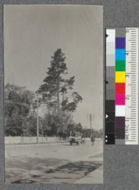 A large forked Monterey Pine (Pinus radiata) across the street from Luther Burbank's experimental farm, Santa Rosa, California. Spring, 1918