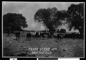 Cattle grazing near Bakersfield, ca.1920