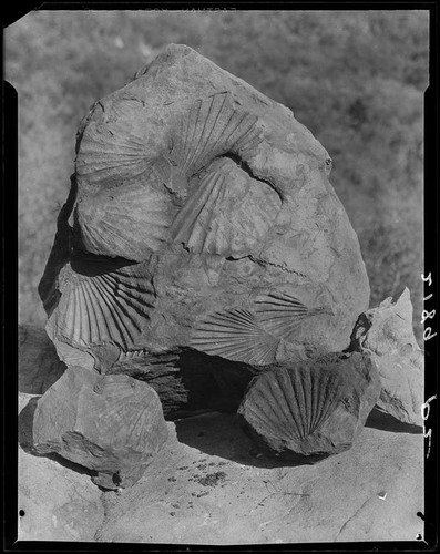 Pectens, scallop shell fossils, found near Saddle Peak in the Santa Monica mountains, Los Angeles or Malibu, 1928