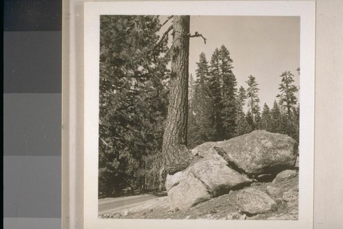 High Sierra, Sonora Pass Road; 26 August 1938; 9 prints, 8 negatives