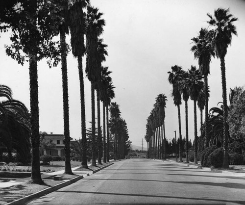 Glendale homes on palm tree-lined street