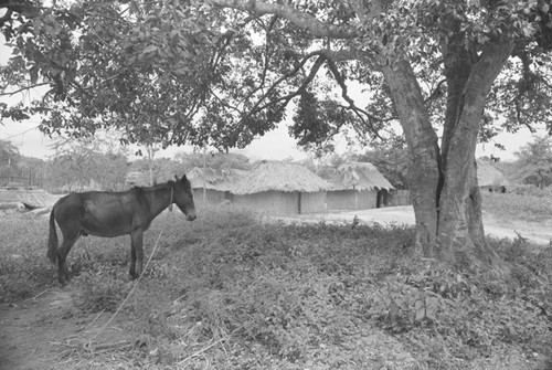 Mule standing under a tree, San Basilio de Palenque, 1976