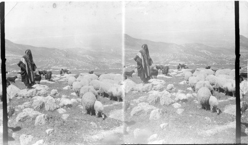 N. Shore of Dead Sea from Nebo. Palestine