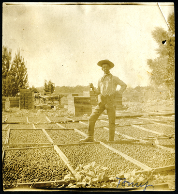 Farmhand standing on prune drying racks