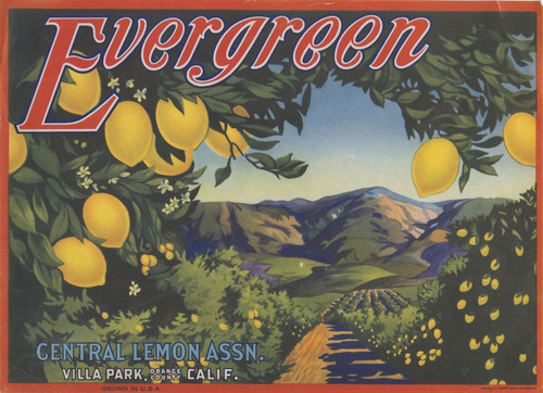Crate label, Evergreen, Central Lemon Assn. Villa Park, California