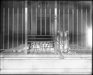 Caged tiger at the Los Angeles Zoo, ca.1920