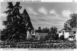 Luther Burbank's Gardens, Santa Rosa, California--Beneath the "Cedar of Lebanon" Luther Burbank Lies at Rest