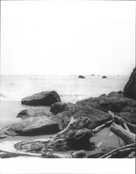 Driftwood at Jenner-by-the-Sea, Sonoma County, California, July 1949