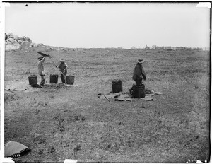 Chinese farm workers winnowing beans, California, ca.1900