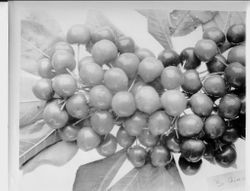 South Giant cherry at Burbank Gold Ridge Experiment Farm, July 1, 1929