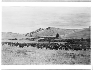 Cattle roundup along the old Indian Creek Trail, Montana(?), ca.1890