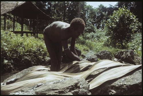 Boori'au drying leaves for making wa'i plaited bags, on stream rocks at Uka'oi