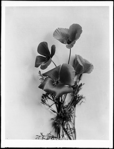 Close-up of a specimen of a California Poppy (Escholtzia Californica), ca.1920