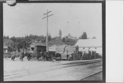 Ox team in front of Bacon's Lumber yard, Guerneville, California, 1905