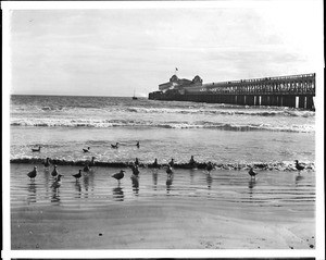 Long Beach pier and pavilion, taken from the beach with gulls in the foreground, ca.1910