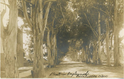 Street in Inglewood, Eucalyptus Trees