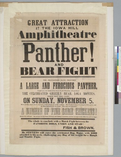 Great attraction at the Iowa Hill Amphitheatre: panther and bear fight [advertisement]