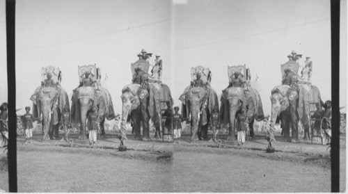 Dunbar elephants of Maharaja of Cashmere Delhi - India