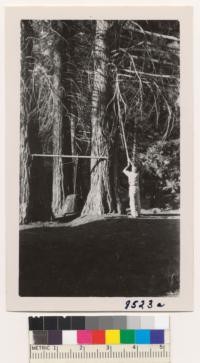 These 75 year old sequias near Live Oak Lodge, Whitakers Forest, are much too large for effective pruning of lower branches. We are now doing thinning and similar pruning in a 50 year old plot west of Eshom Creek where the trees have long been stagnated by overcrowding. June 1950. Metcalf