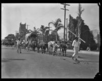 Ox team and drivers in the parade of the Old Spanish Days Fiesta, Santa Barbara, 1930