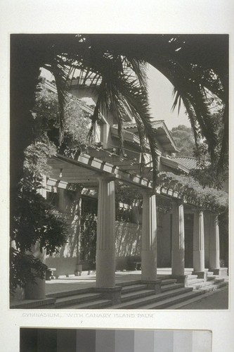 Gymnasium, with Canary Island Palm