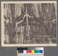 Falling a Redwood, 18 feet in diameter. Fort Bragg, California