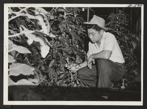 Robert Takahashi of Los Angeles and Colorado River Relocation Center is working in a greenhouse after school hours. Bob's mother and father are also working in Cleveland. Cleveland, Ohio