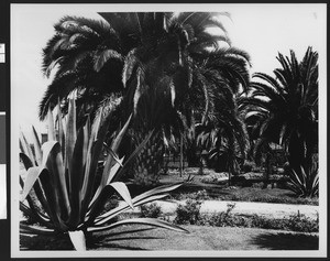 Agave plants and palm trees in a park