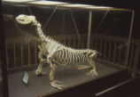 Sea lion skeleton