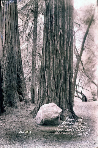 Redwood tree dedicated to Gifford Pinchot in Muir Woods National Monument [postcard negative]