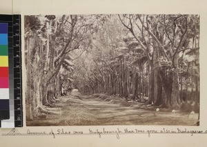 Avenue of Filao trees, Mahébourgh, Mauritius, ca. 1870