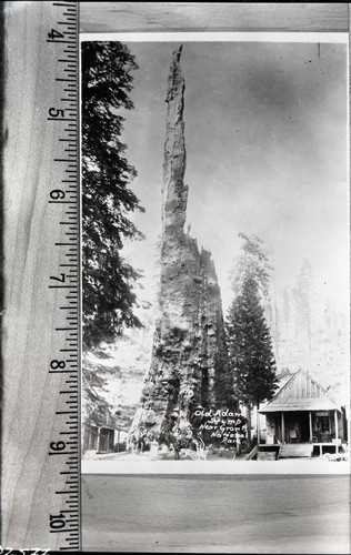 Giant Sequoia Stumps, Burnt Monarch (Old Adam, Big Stump)