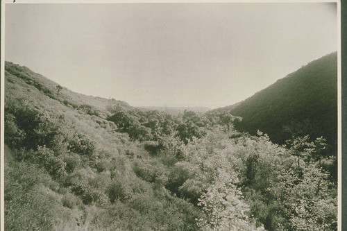 Upper Temescal Canyon, Calif